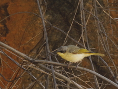 Ptilotula keartlandi