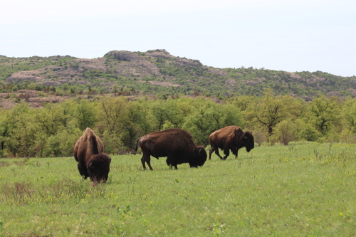American bison