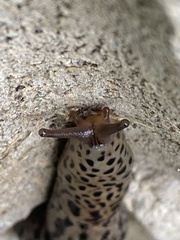 Limax maximus