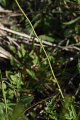 Pilosella densiflora