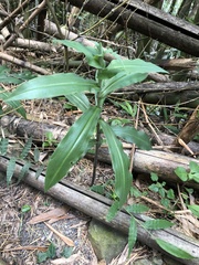 Habenaria stenopetala