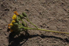 Pilosella densiflora