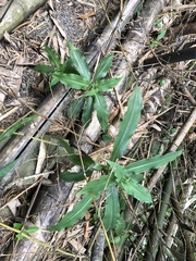 Habenaria stenopetala