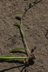 Pilosella densiflora