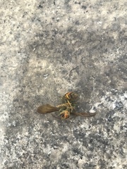Vespa velutina