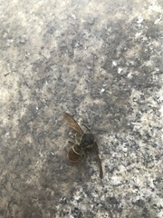 Vespa velutina