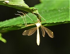 Hylobittacus apicalis