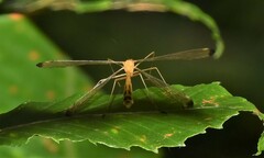 Hylobittacus apicalis