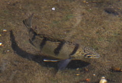 Banded Grunter photo 5