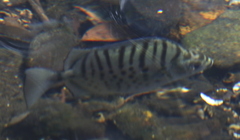 Selenotoca multifasciata