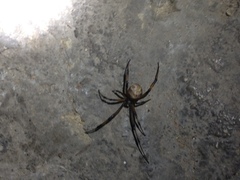 Latrodectus geometricus