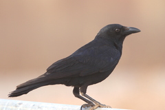 Corvus bennetti