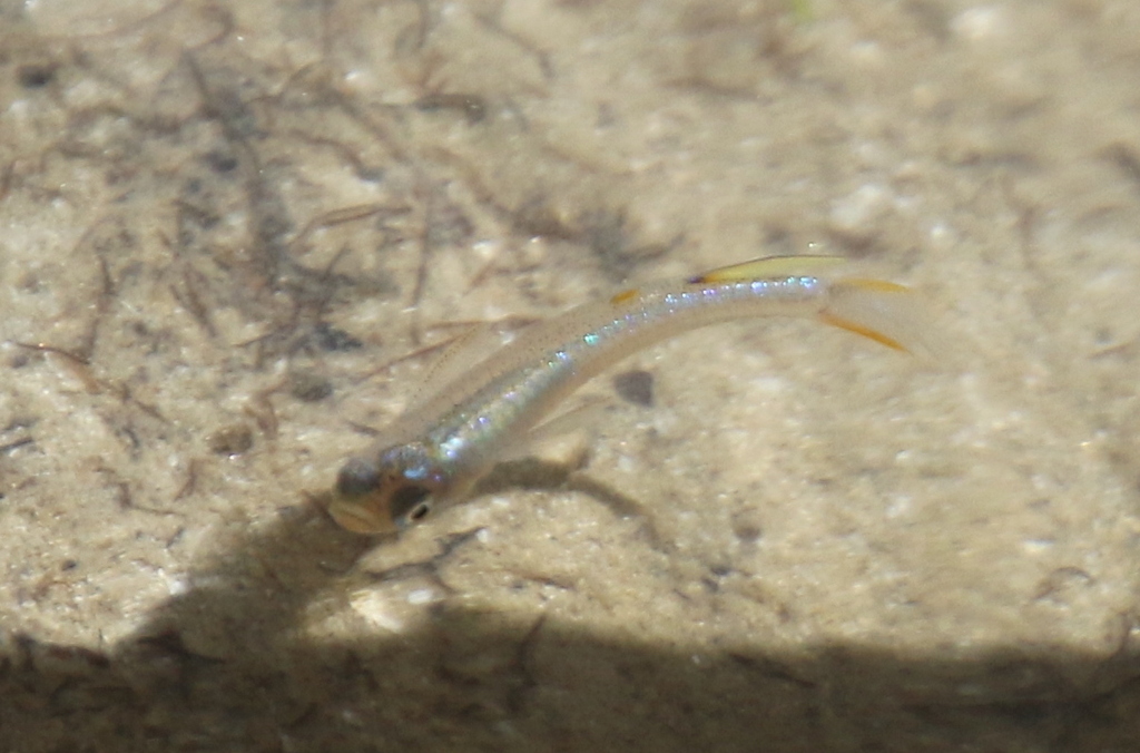 Blueback blue-eye (Pseudomugil cyanodorsalis) — Pseudomugilidae