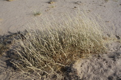 Centropodia glauca