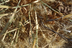 Centropodia glauca