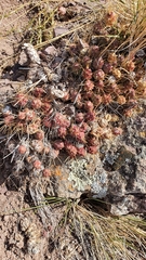 Maihueniopsis ovata