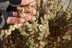 Jamesbrittenia maxii