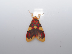 Barsine rubricostata