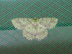 Herochroma urapteraria