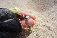 Helichrysum roseo-niveum