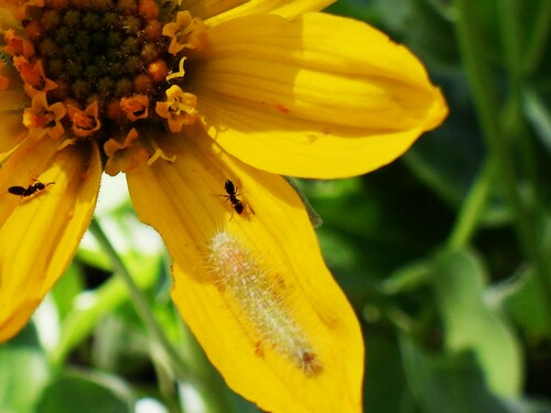 iNaturalist observation photo of Plume Moths