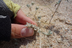 Helichrysum roseo-niveum