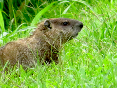 Marmota monax