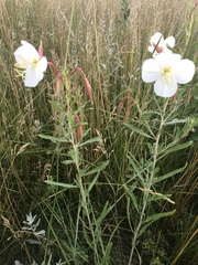 Oenothera nuttallii