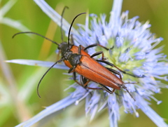 Pedostrangalia pubescens