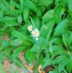 Erigeron annuus