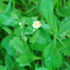 Erigeron annuus