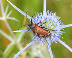 Pedostrangalia pubescens