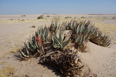 Aloe asperifolia image