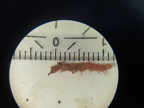 Polydesmus denticulatus