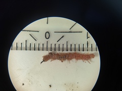 Polydesmus denticulatus