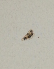 Idaea macrospila