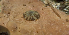Corallinophycidae