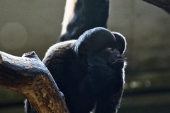 Propithecus