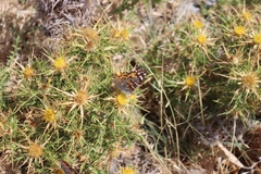 Carlina graeca