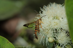 Ichneumenoptera gryphus