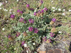Oxytropis nitens