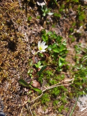 Dichodon cerastoides