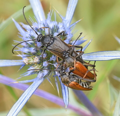 Pedostrangalia pubescens