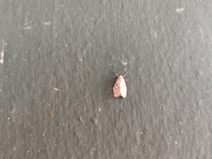 Miltochrista irregularis