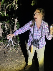 Leptodactylus pentadactylus