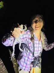 Leptodactylus pentadactylus