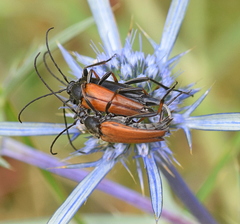 Pedostrangalia pubescens