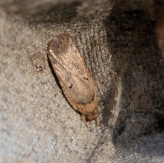Agonopterix yeatiana