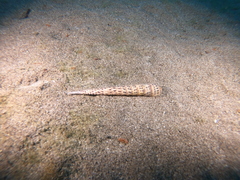 Terebra corrugata