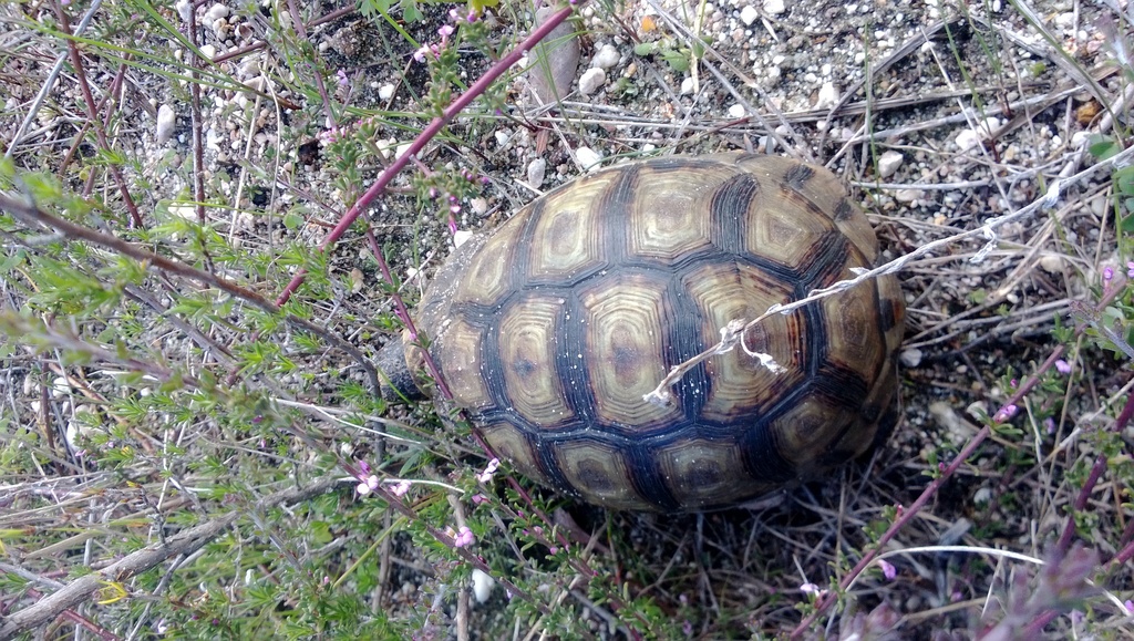 Angulate Tortoise from Milnerton, Cape Town, South Africa on July 30 ...